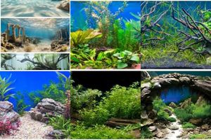 Background for Freshwater Aquarium