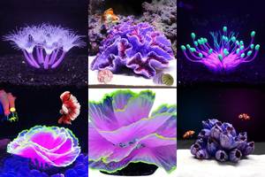 5 Stunning Purple Aquarium Corals