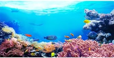 AWERT 30x18" Colorful Coral Reef Aquarium Background
