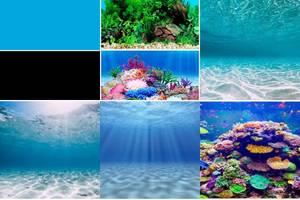 5 Stunning Saltwater Aquarium Backgrounds