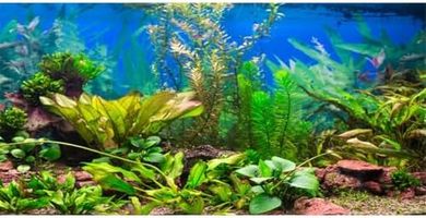 AWERT 48x24" Aquarium Background: Riverbed & Lake Vinyl
