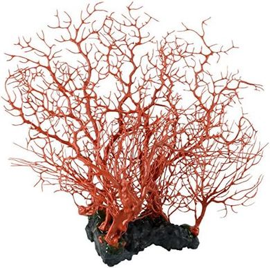 Red Sea Fan Coral
