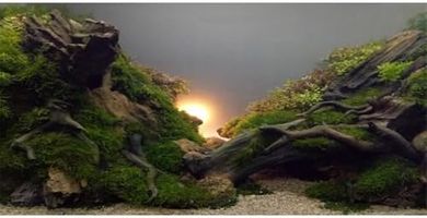 Sunlit River & Lake Aquarium Background (Vinyl, 48x18")