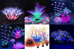 5 Stunning Neon Aquarium Corals