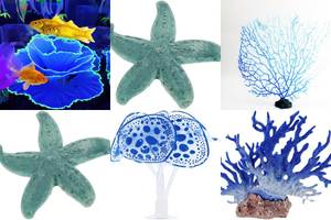 5 Stunning Blue Corals for Your Aquarium