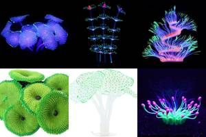 Top 5 Green Aquarium Corals