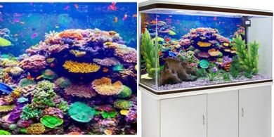 AWERT 36x18" Colorful Coral Reef Aquarium Background
